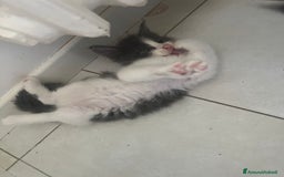 Maine Coon gatti in vendita: Cuccioli di Maine Coon a Città Metropolitana di Torino - Immagine 5