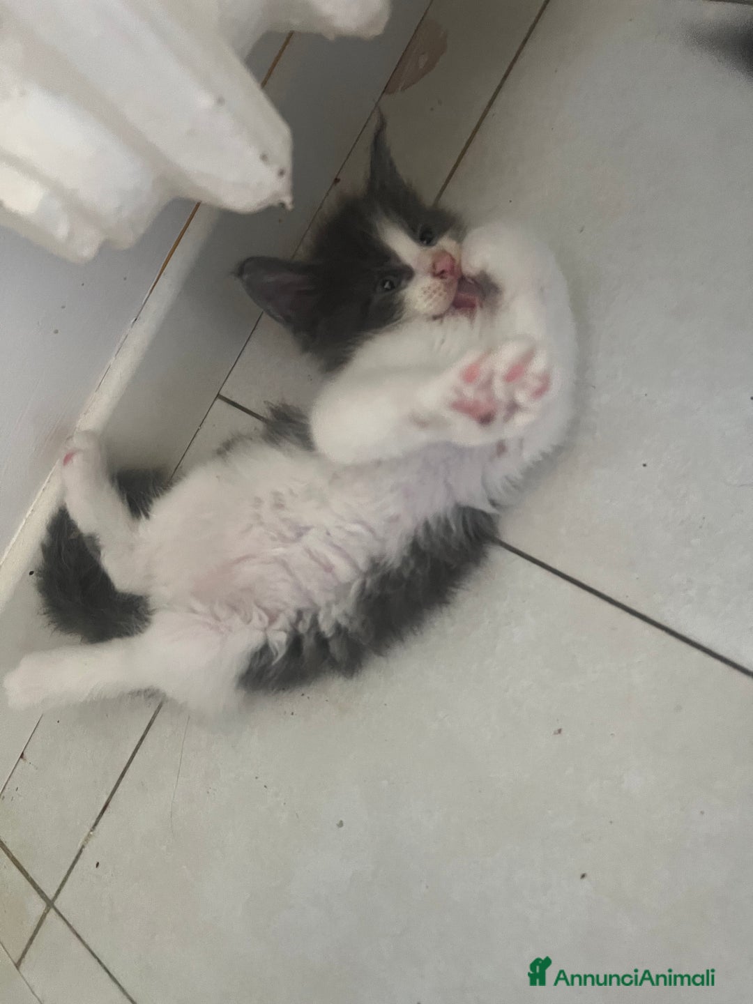 Maine Coon gatti in vendita: Cuccioli di Maine Coon a Città Metropolitana di Torino - Immagine 5