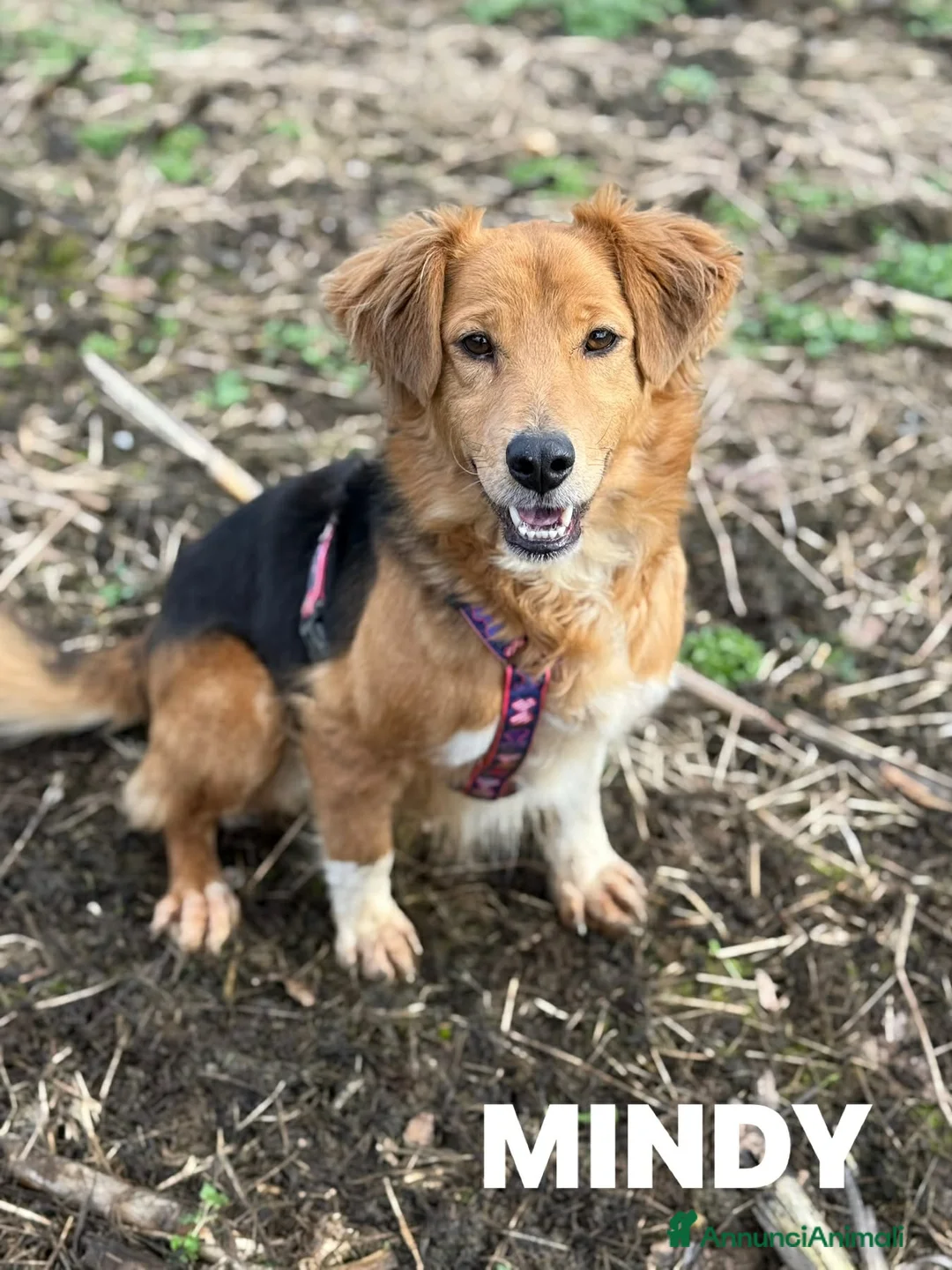 Meticcio cani in regalo: MINDY, dolcissima e super affettuosa! - Annuncio 2