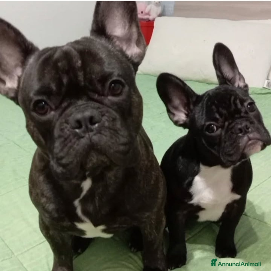 Bulldog Francese cani in vendita: Cuccioli bulldog francese  - Annuncio 1