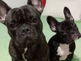 Bulldog Francese cani Cuccioli bulldog francese - Annuncio 16