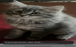 Siberiano gatti in vendita: Gatti siberiani  a Provincia di Biella - Immagine 23