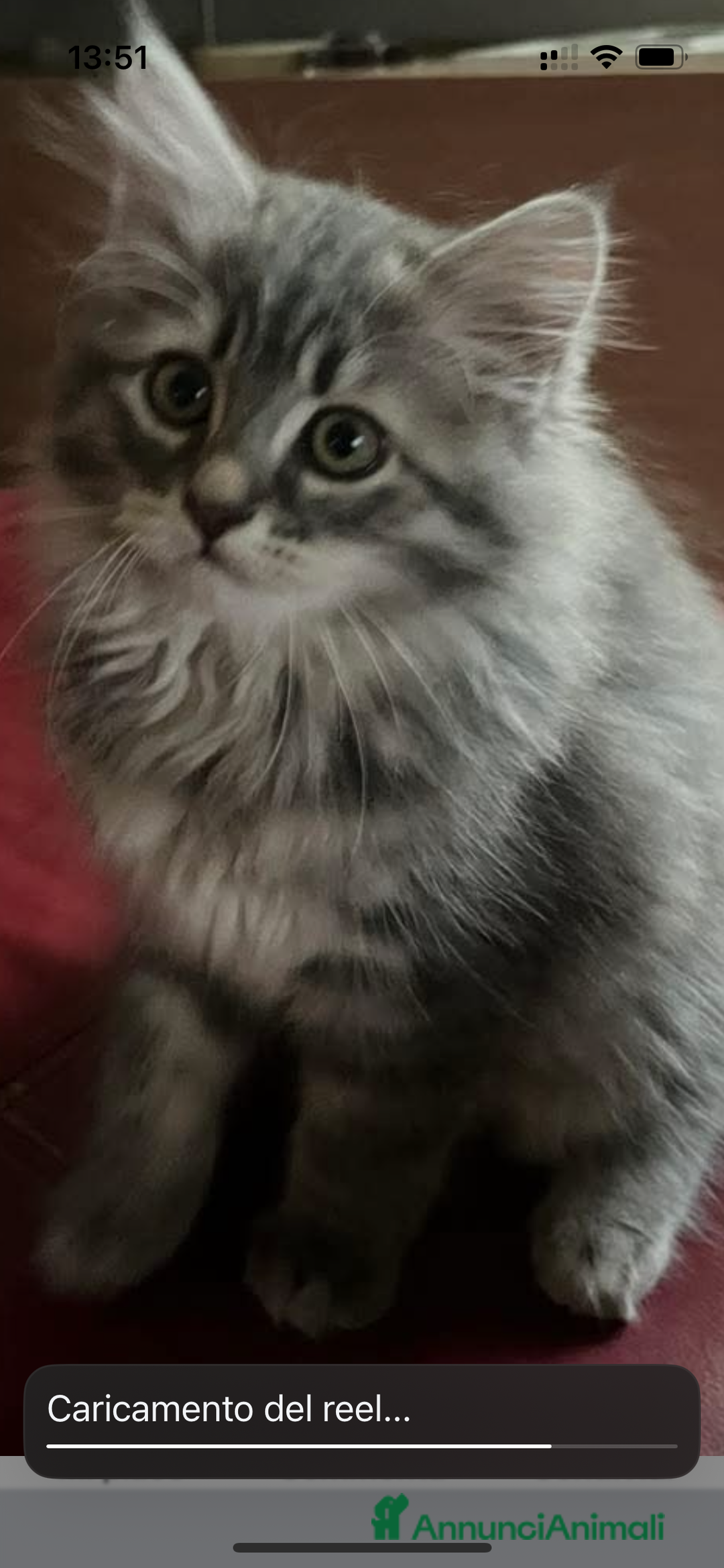 Siberiano gatti in vendita: Gatti siberiani  a Provincia di Biella - Immagine 23