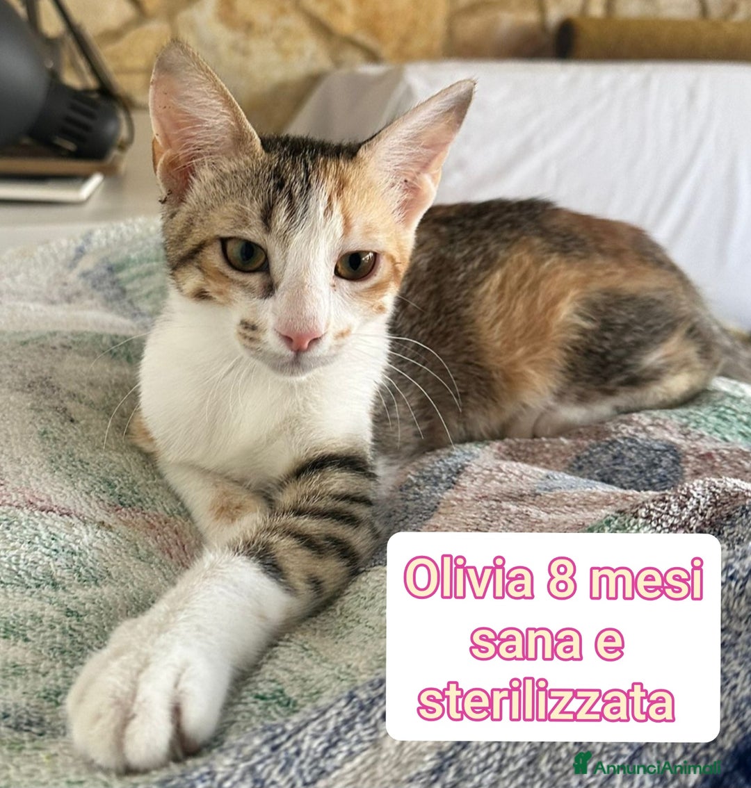 Europeo gatti in regalo: MICINI ABBANDONATI! URGENTE  - Annuncio 9