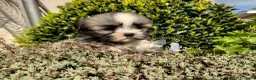 Maltipoo cani in vendita: Tre Quarti di Luna Barboncino Maltipoo Lhasa Apso - Annuncio 3