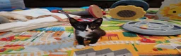 Meticcio gatti in regalo: Margot e Lupin, 2 mesi, mici cercano casa  - Annuncio 1