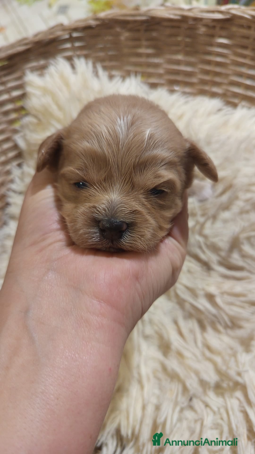 Meticcio cani in vendita: Cuccioli di Maltipoo toy, disponibili da metà mese - Annuncio 4