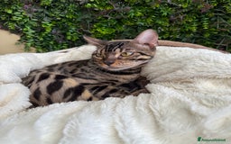 Bengala gatti in vendita: Gattina bengala colorazione WILD a Rome - Immagine 10