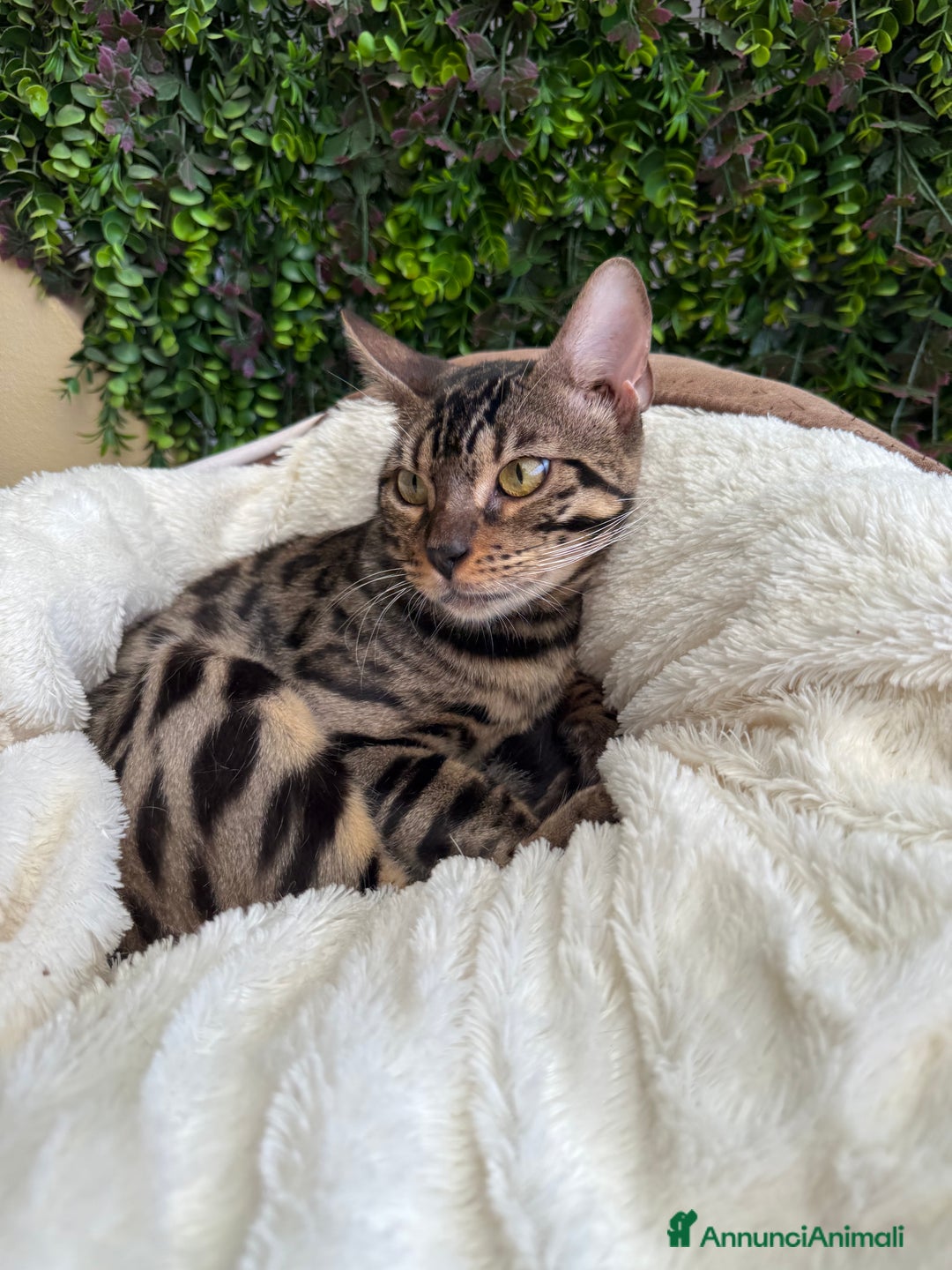 Bengala gatti in vendita: Gattina bengala colorazione WILD a Rome - Immagine 10