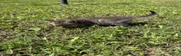 Meticcio gatti in regalo: Gattine femmine  - Annuncio 5