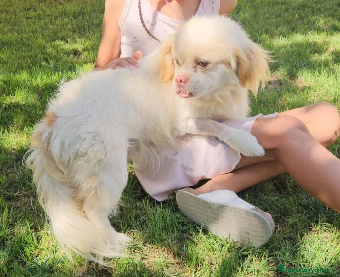 Meticcio cani in regalo: Paco: taglia piccola socievole e dolce con tutti  - Annuncio 2