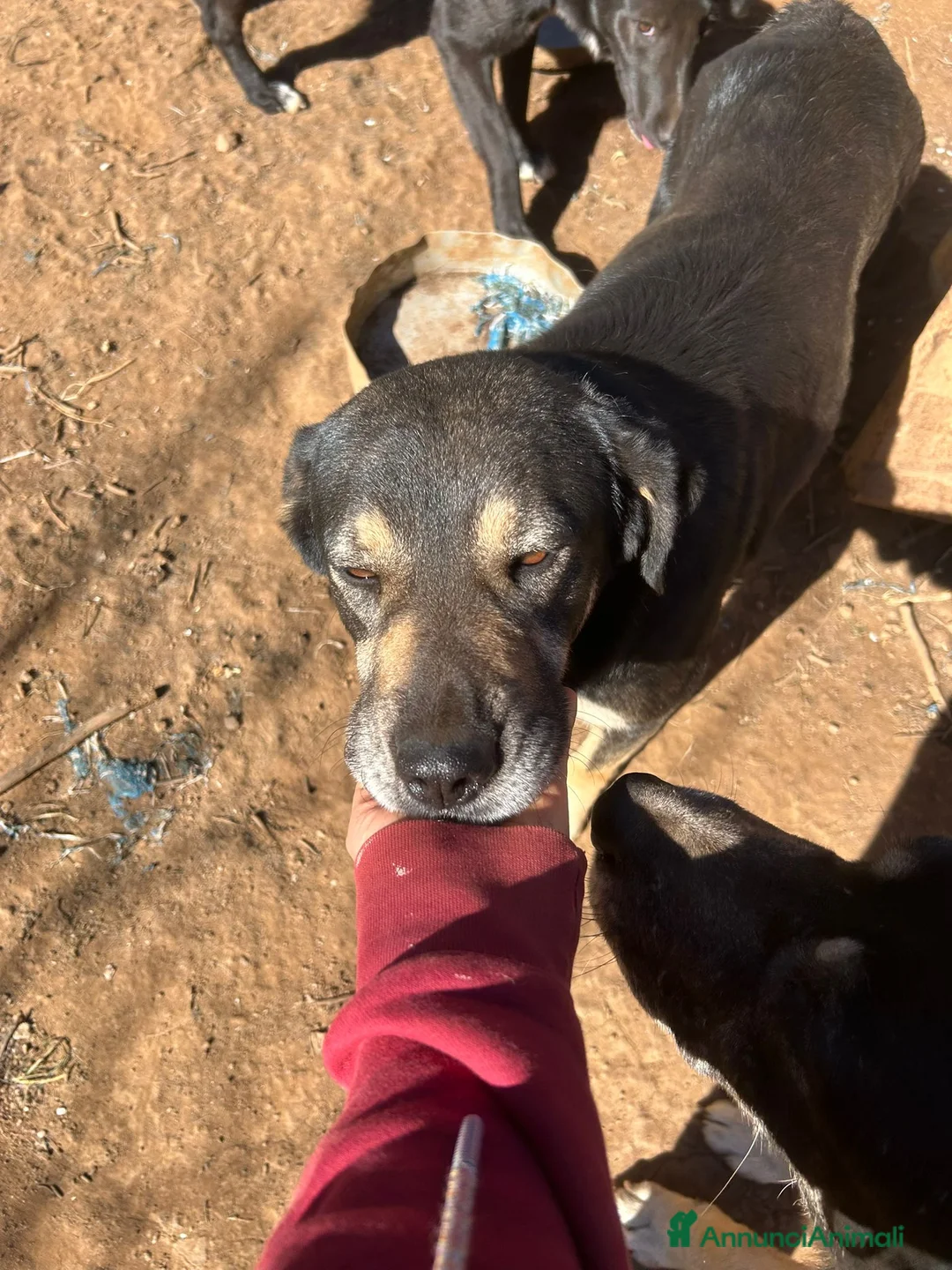 Meticcio cani in regalo: Lillo splendido cagnolone cerca casa  - Annuncio 2