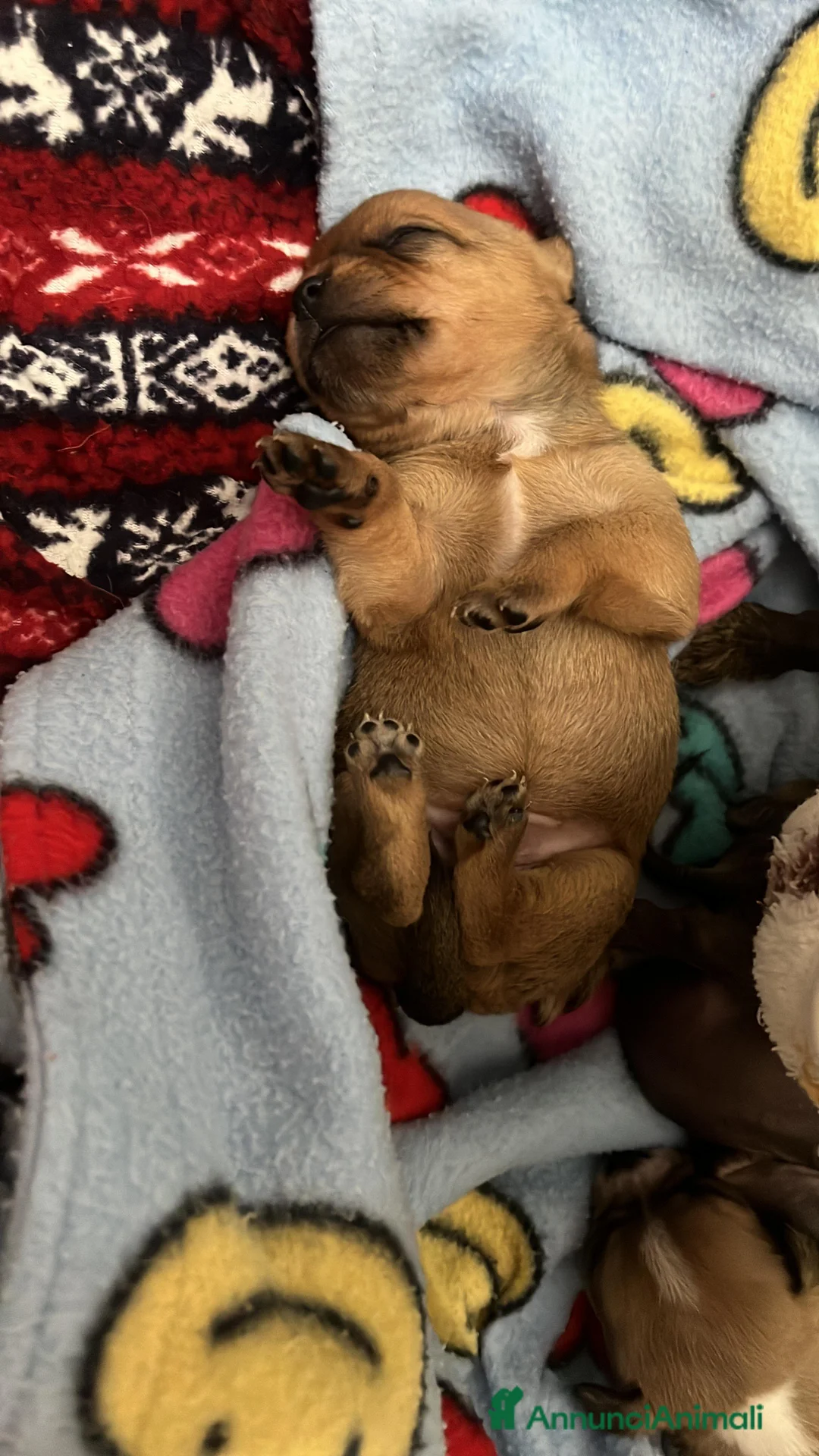 Chihuahua cani in vendita: Chihuahua cuccioli - Annuncio 24