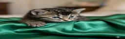 Siberiano gatti in vendita: 4 gioielli Siberiani  - Annuncio 7