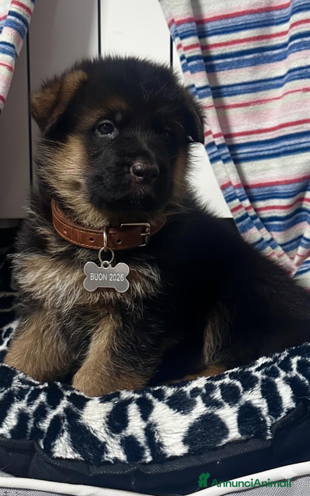 Pastore Tedesco cani in vendita: cuccioli di pastore tedesco - Annuncio 1