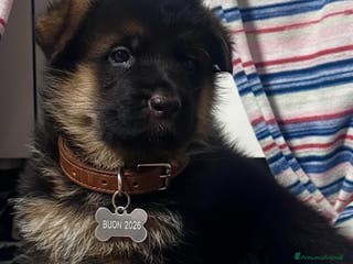 Pastore Tedesco cani cuccioli di pastore tedesco - Annuncio 22