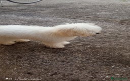 Barboncino Toy cani in vendita: Barboncino  a Provincia di Chieti - Immagine 1