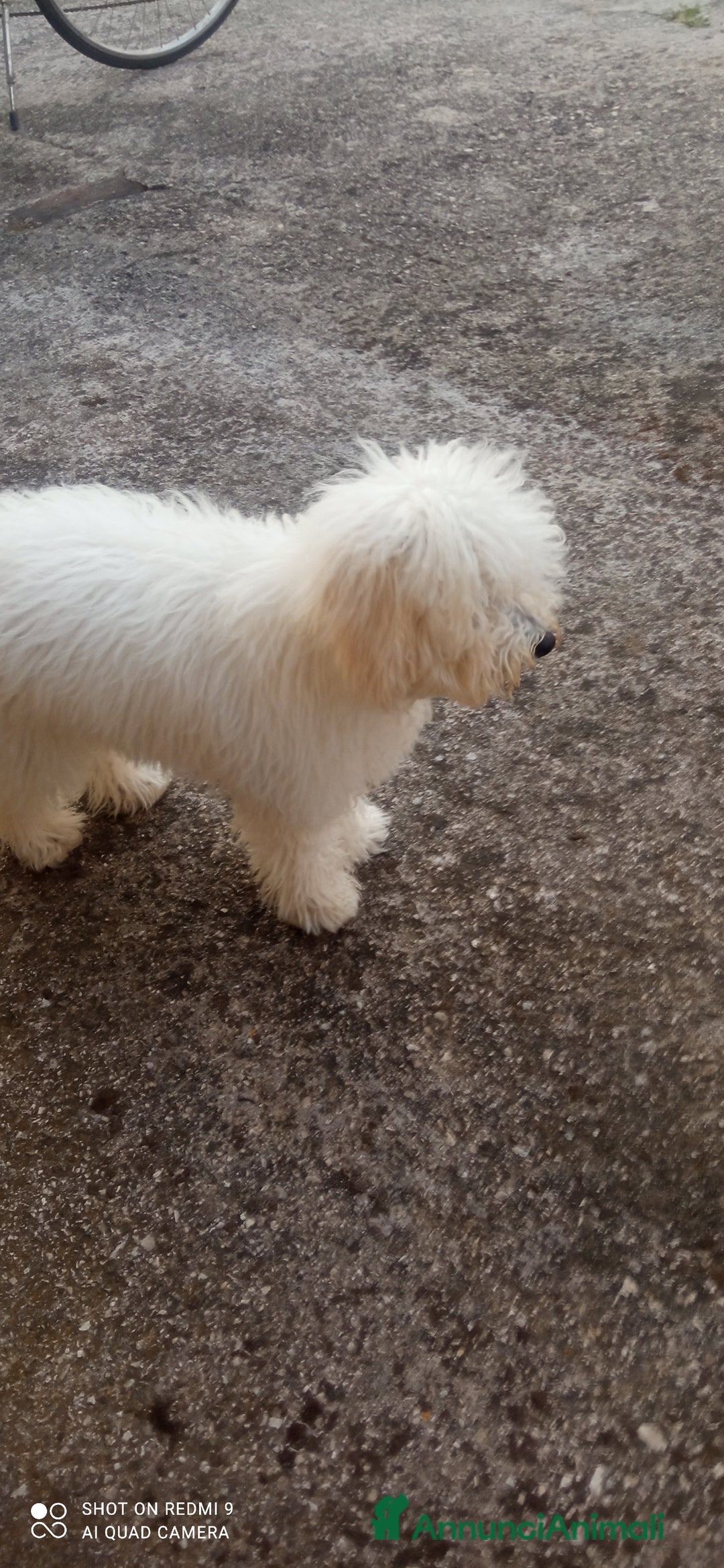 Barboncino Toy cani in vendita: Barboncino  a Provincia di Chieti - Immagine 1