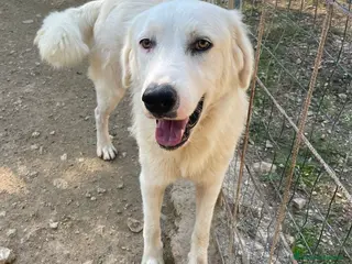 Meticcio cani IL DOLCE OSLO ASPETTA TE - Annuncio 38