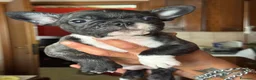 Bulldog Francese cani in vendita: Cuccioli di bulldog Francesce  a Provincia di Campobasso - Annuncio 8