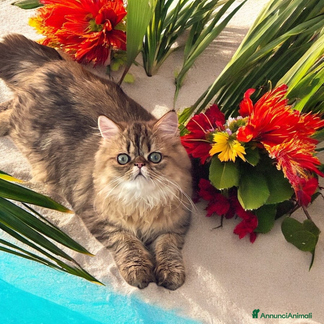 Persiano gatti in vendita: gatta persiana golden shaded di alta genealogia a Città Metropolitana di Bologna - Immagine 14