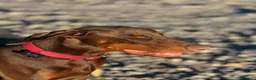 Dobermann cani in vendita: Dobermann maschio marrone fiammato a Provincia di Lecco - Annuncio 8