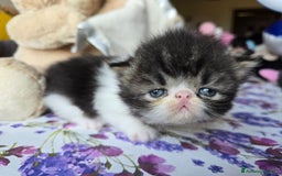 Persiano gatti in vendita: Meravigliosi Persiani - Immagine 6