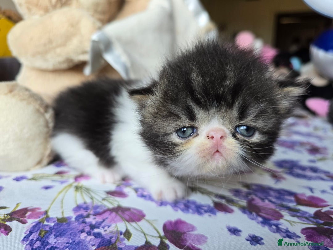 Persiano gatti in vendita: Meravigliosi Persiani - Immagine 6