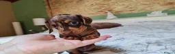 Bassotto cani in vendita: Cuccioli Bassotto  a Città metropolitana di Milano - Annuncio 3