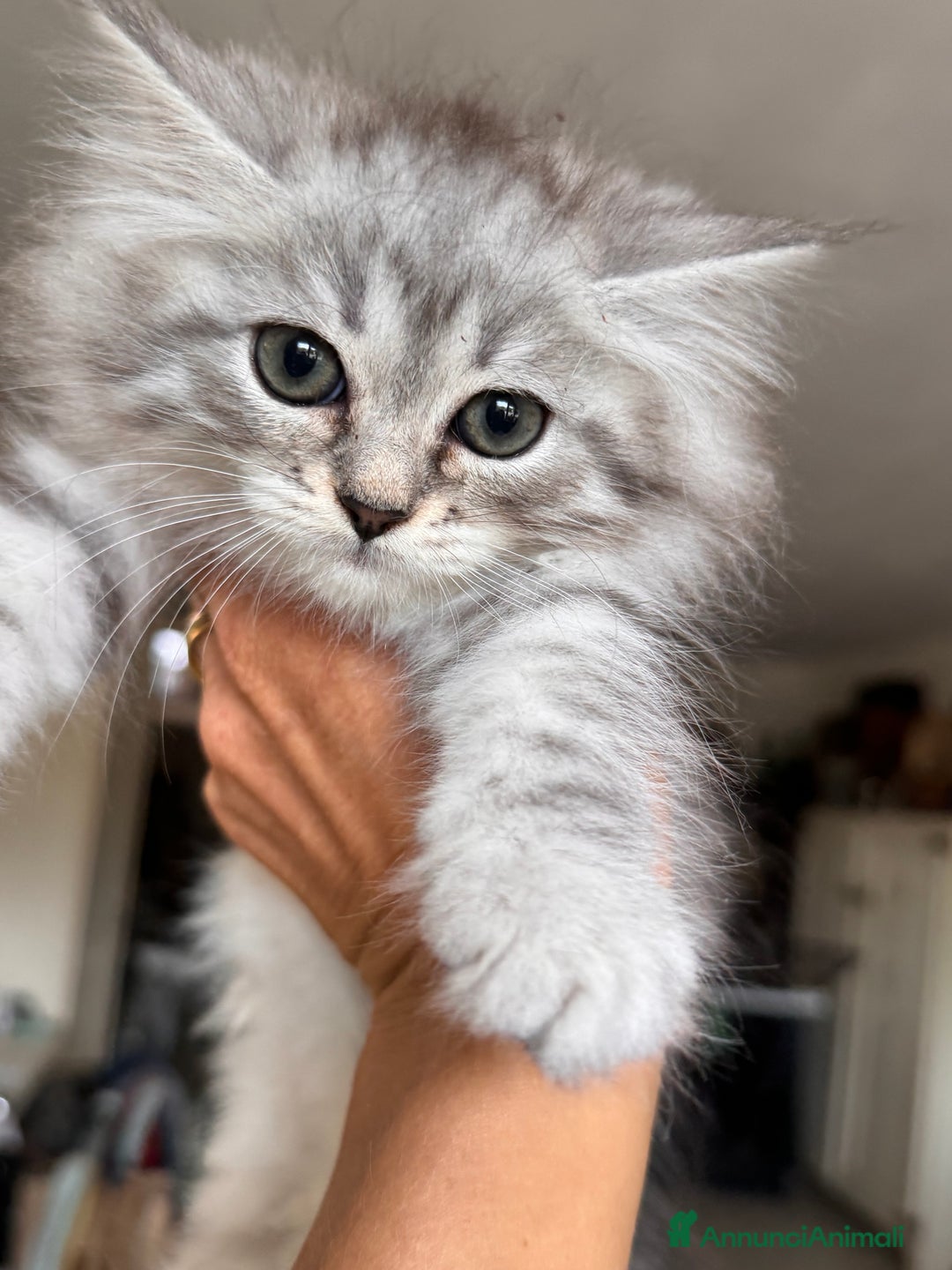 Siberiano gatti in vendita: Gattini siberiani con pedigree a Provincia di Brescia - Immagine 4