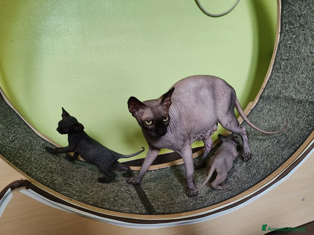 Sphynx gatti in vendita: sphynx cuccioli - Annuncio 1