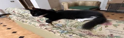 Maine Coon gatti in vendita: Maine Coon  - Annuncio 2