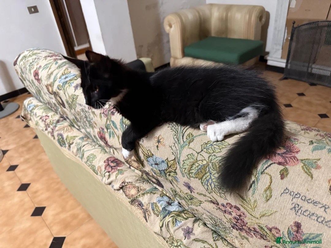 Maine Coon gatti in vendita: Maine Coon  - Annuncio 2