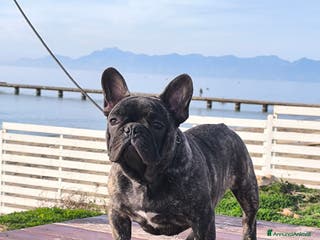 Bulldog Francese cani Bulldog francese cuccioli enci a Provincia di Salerno - Annuncio 23