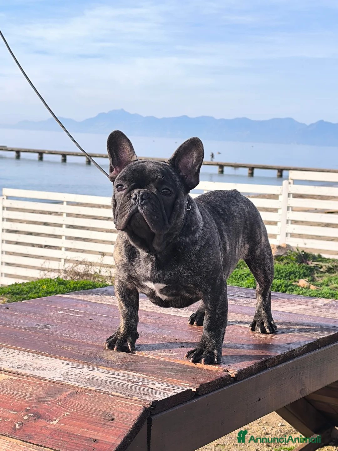 Bulldog Francese cani in vendita: Bulldog francese cuccioli enci a Provincia di Salerno - Annuncio 1