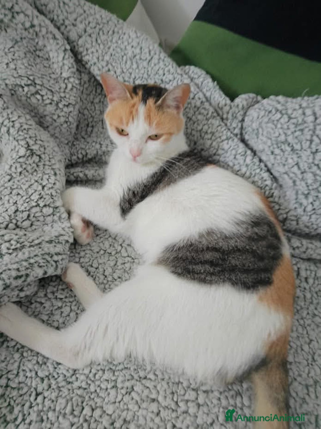 Europeo gatti in regalo: TRILLY , affettuosa gatta in adozione! - Annuncio 5
