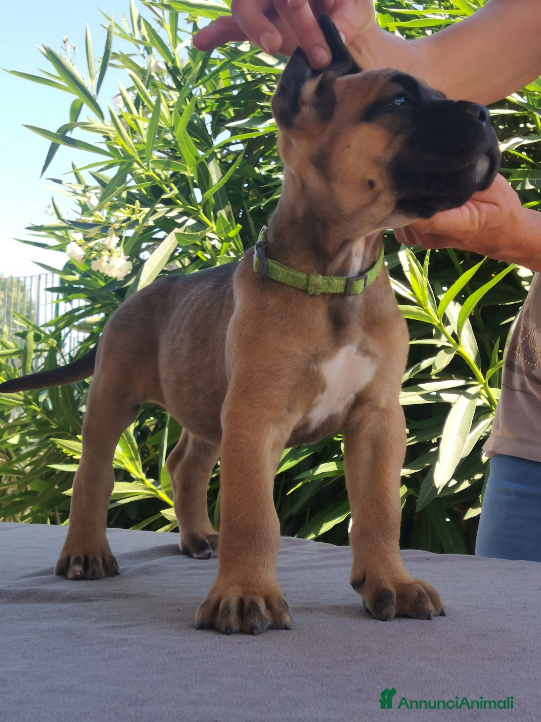 Immagine della galleria {{count}}