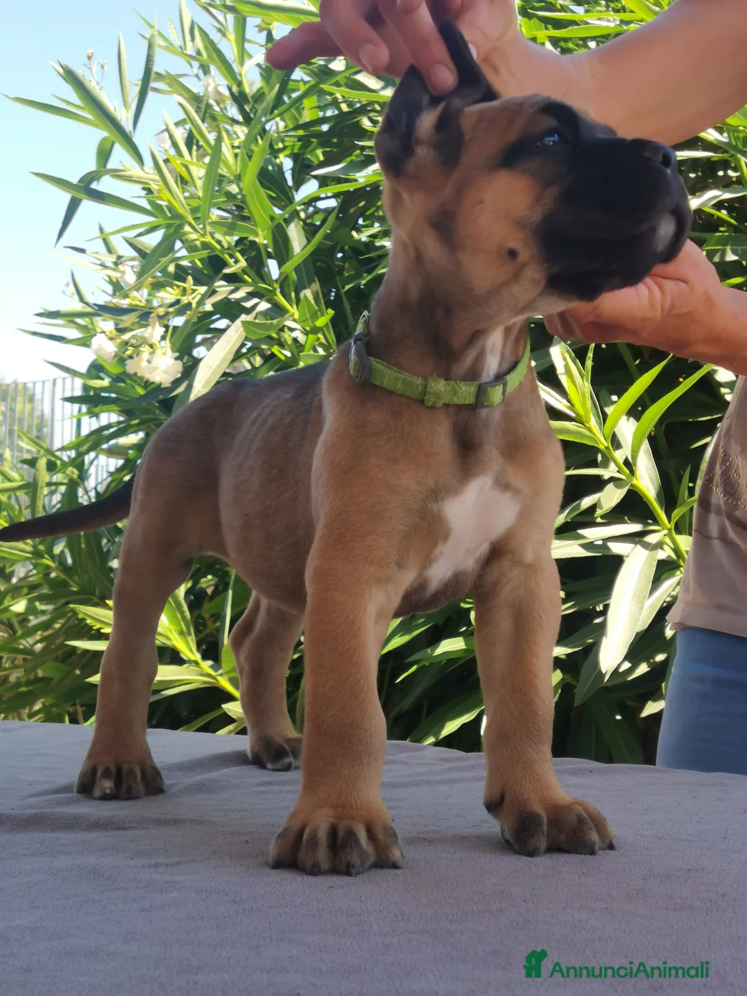 Immagine della galleria {{count}}