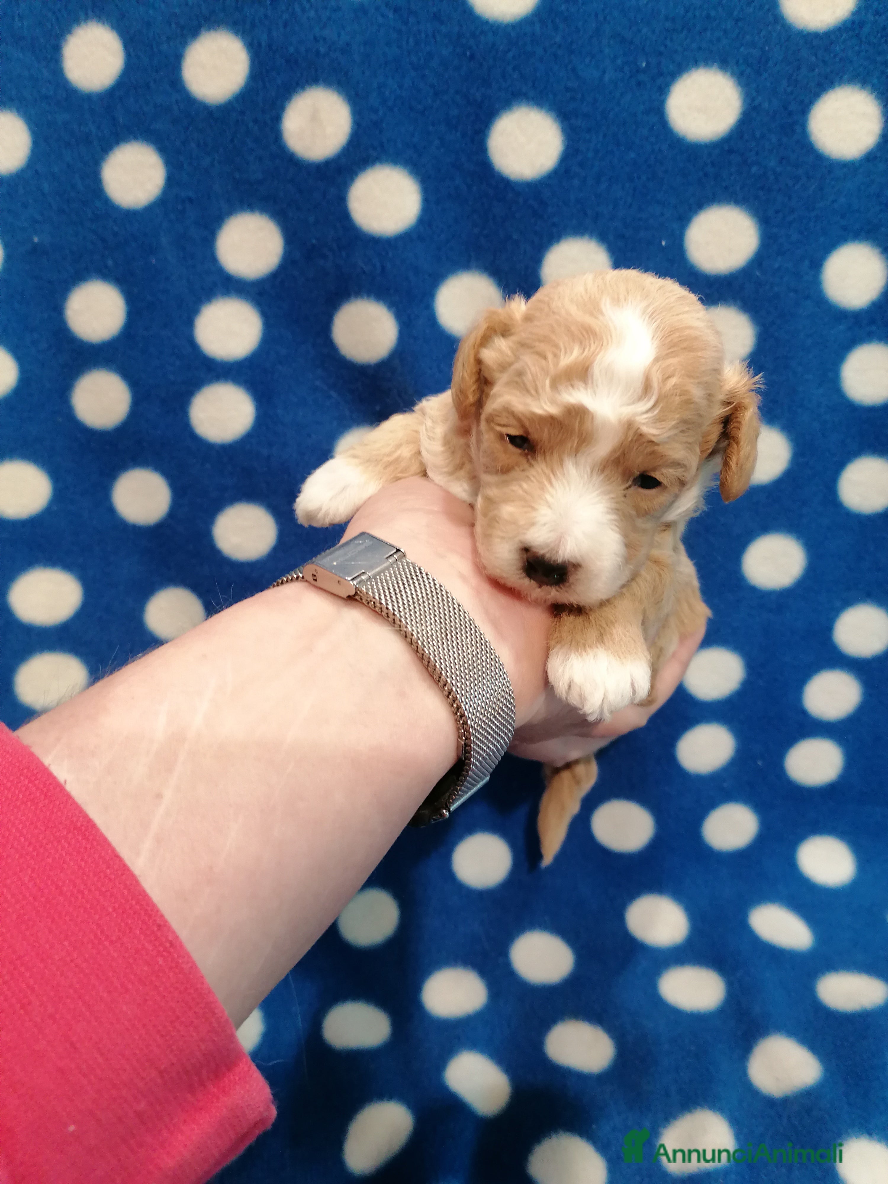 Meticcio cani Maltipoo cuccioli - Annuncio 7