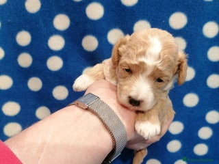 Meticcio cani Maltipoo cuccioli - Annuncio 9