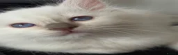 Sacro di Birmania gatti in vendita: Cuccioli Sacro di Birmania - Annuncio 4