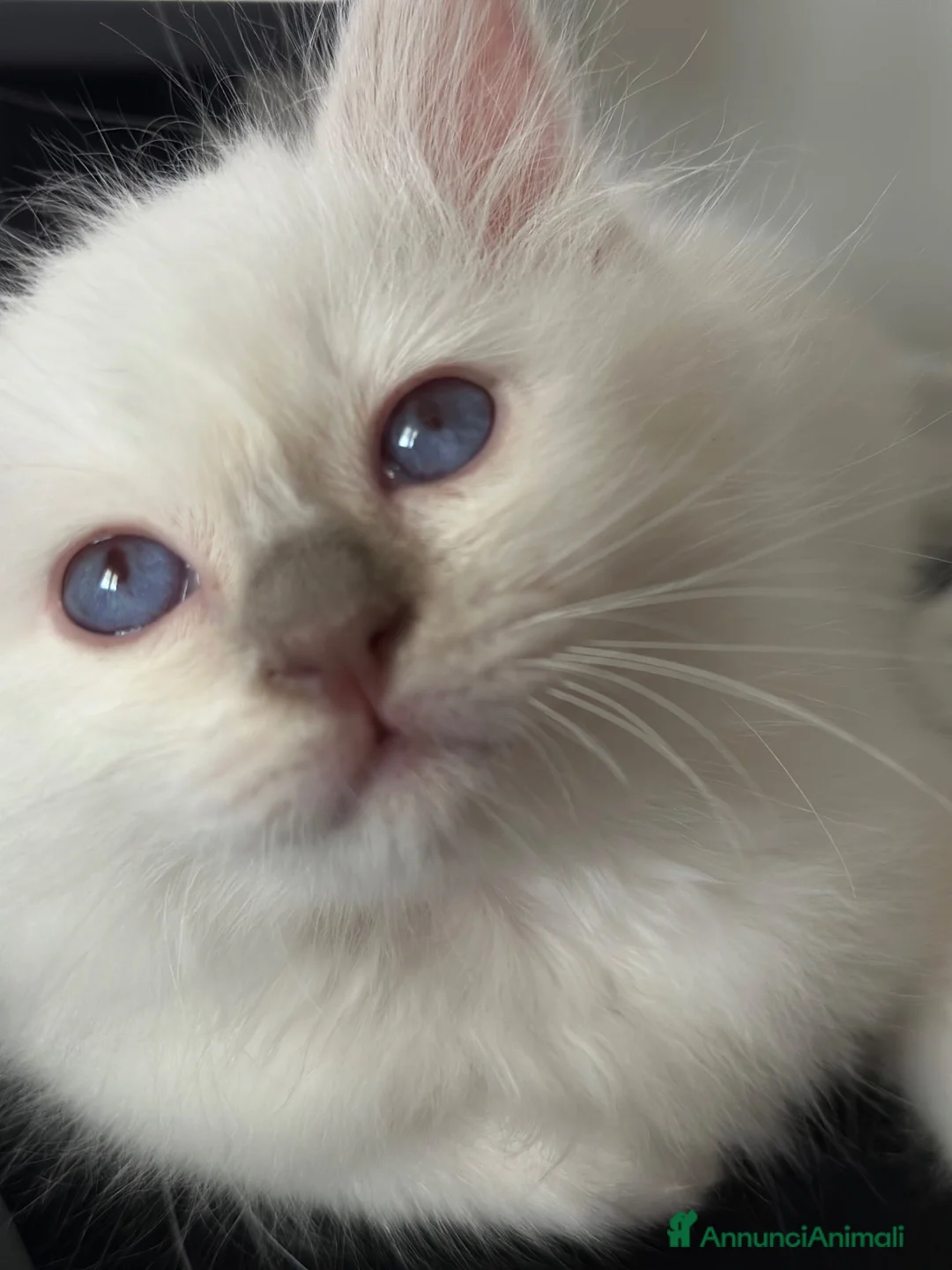 Sacro di Birmania gatti in vendita: Cuccioli Sacro di Birmania - Annuncio 4