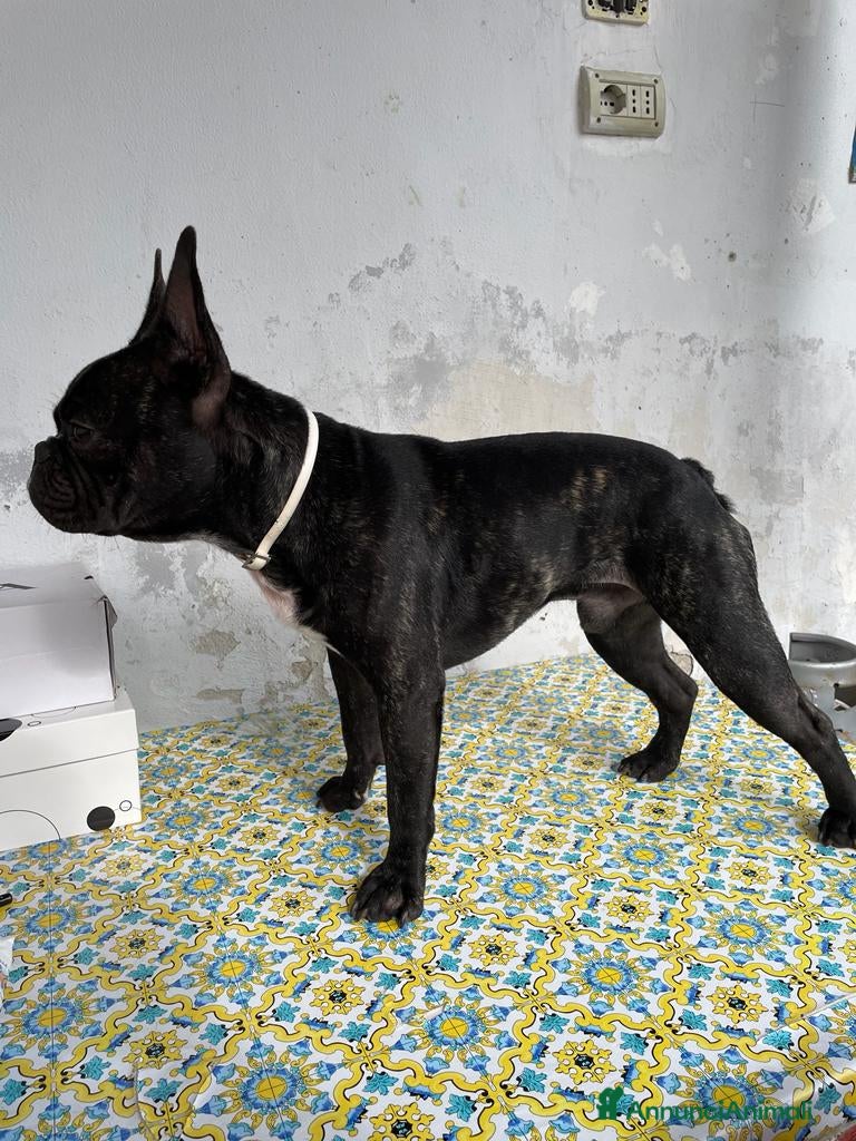 Bulldog Francese cani Disponibile bulldog francese per monta bringee  - Annuncio 4