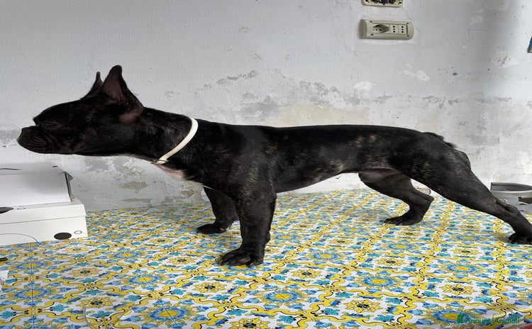 Bulldog Francese cani - Annuncio 1