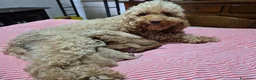 Barboncino Toy cani in vendita: Barboncino a Provincia di Cuneo - Annuncio 2