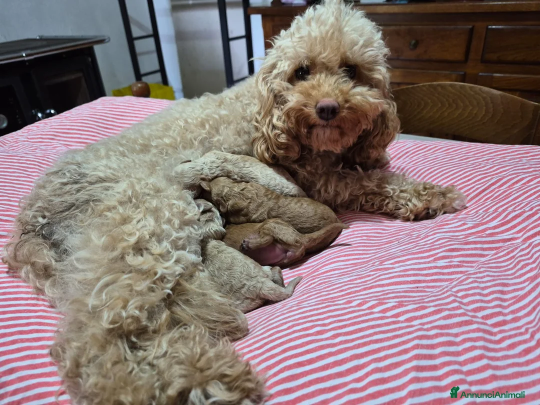 Barboncino Toy cani in vendita: Barboncino a Provincia di Cuneo - Annuncio 2