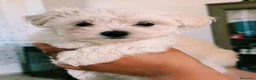 Maltese cani in vendita: Cuccioli maltese  - Annuncio 4