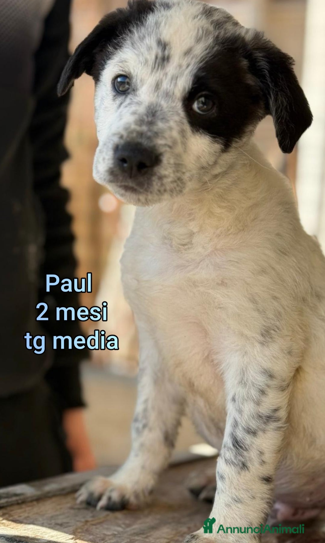 Meticcio cani in regalo: CUCCIOLI ABBANDONATI: EMERGENZA  - Annuncio 7