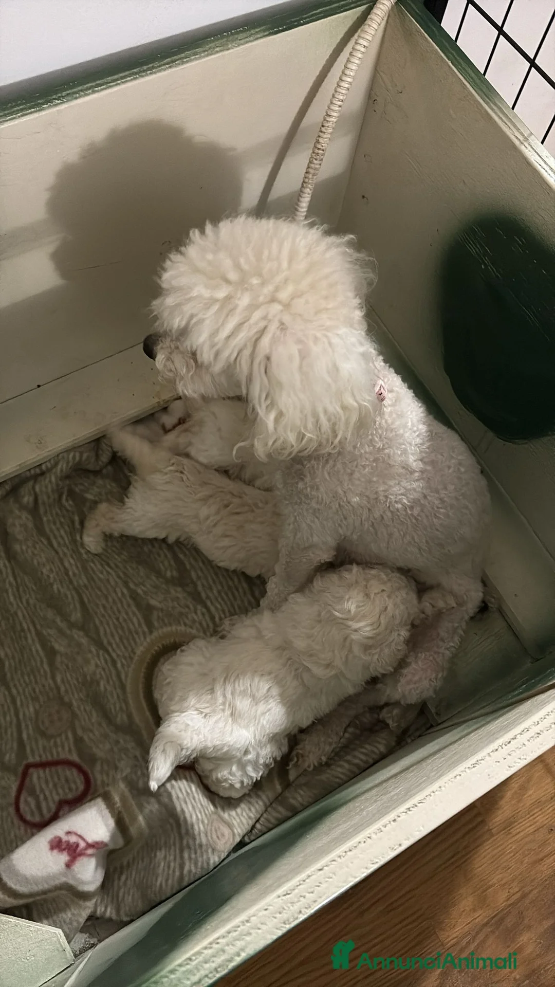 Barboncino cani in vendita: Barbone nano - Annuncio 2