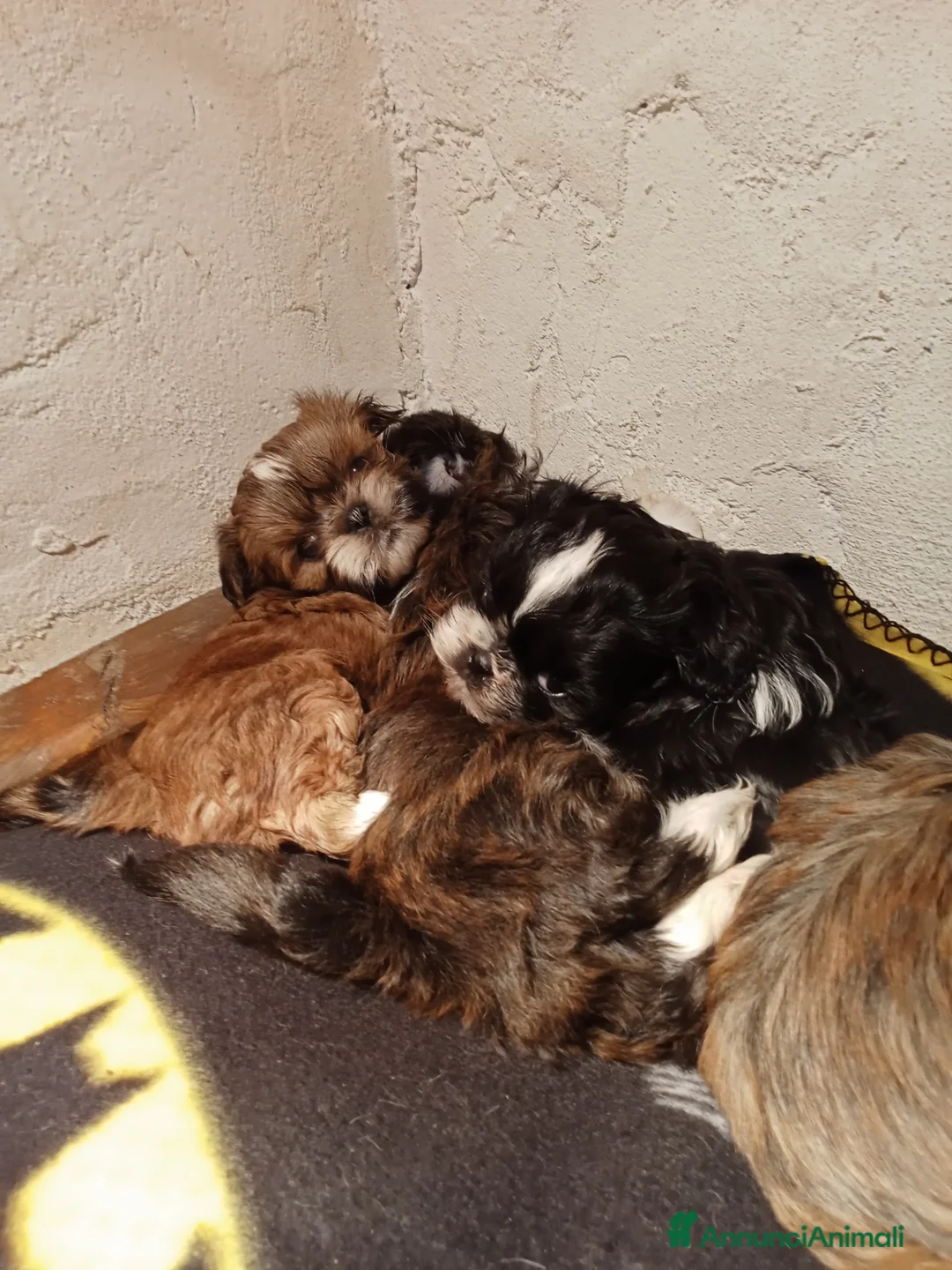 Shih Tzu cani in vendita: Splendidi cuccioli di Shitzu  - Annuncio 10